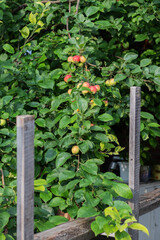 Naklejka na ściany i meble apple in the garden