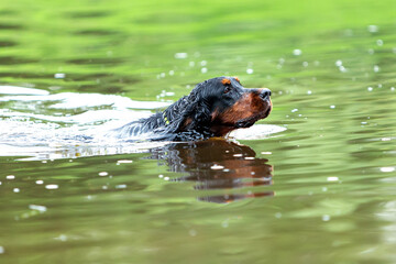 Scottish setter Gordon swims in the water. High quality photo