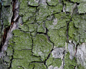 Wallpapers, backgrounds, textures depicting tree bark, wood and wooden products. Pictures were taken in Podlasie, Masovia and Masuria in Poland in 2021.