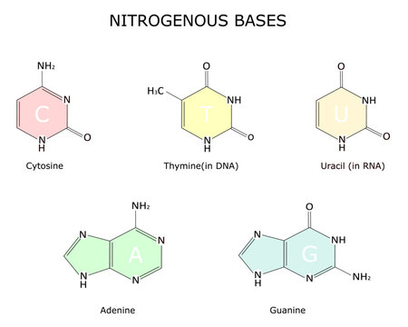 A chemical strutture of purine and pyrimidine nitrogenous bases, adenine, guanine, cytosine, thymine and uracil. Vector illustration for educational, medical, biological use