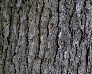 Wallpapers, backgrounds, textures depicting tree bark, wood and wooden products. Pictures were taken in Podlasie, Masovia and Masuria in Poland in 2021.