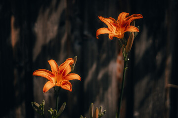 orange tiger lily © Sara