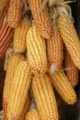 Ripe dried corn cobs hanging. close up