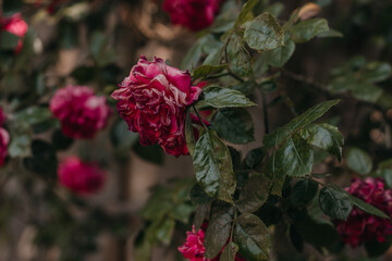 pink rose bush