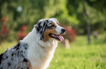 purebred australian shepherd dog for a walk in the park