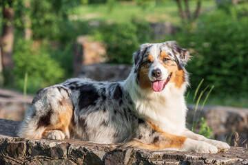 purebred australian shepherd dog for a walk in the park