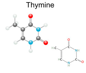 Chemical structural formula and model of Thymine, DNA and RNA nitrogen base . Isolated on white background.