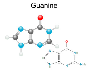 Chemical structural formula and model of Guanine, pyrimidines nucleobase. Isolated on white background.