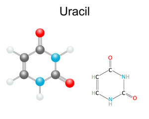 Chemical structural formula and model of Uracil, purine nucleobase in RNA. Isolated on white background.