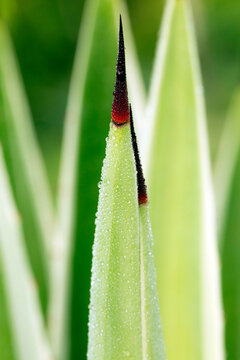 Folha do sisal banhada por orvalho com espinho afiado na ponta.