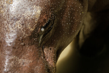 Pygmy hippos are smaller cousins of the hippopotamus. Close up of the head.