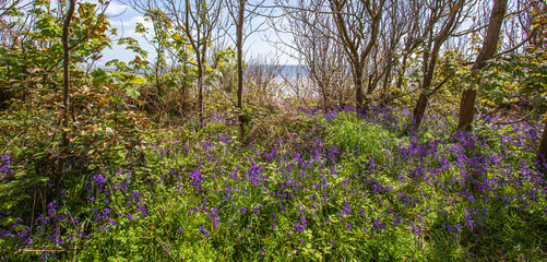 Fototapeta premium Bluebell Plants at The Suffolk Coast