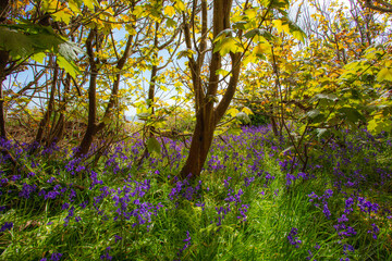 Bluebell Plants at The Suffolk Coast