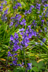 Naklejka premium Bluebell Plants at The Suffolk Coast