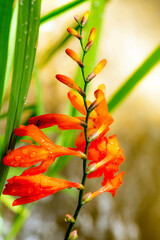Flor laranja molhada pelo orvalho da manhã.
