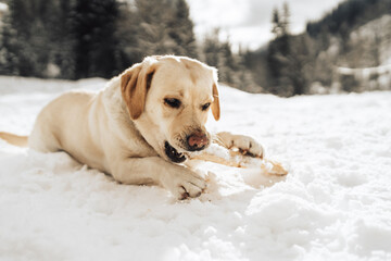 Cute labrador dog on a snow