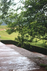 Tree side to the path