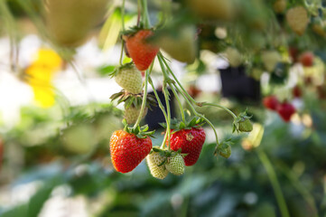 Background of  hydroponic strawberries in greenhouse; branch of hydroponic strawberry