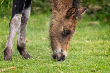 Headshot of a young wild Dartmoor pony grazing on moorland grass