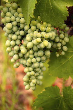 Racimo de uvas en su parra