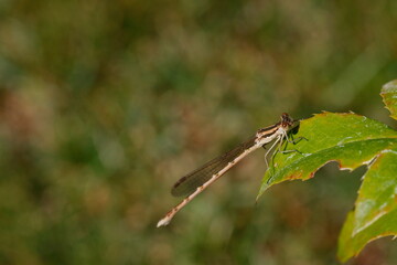 Eine Libelle, Sympecma fusca, sitzt an einem Zweig