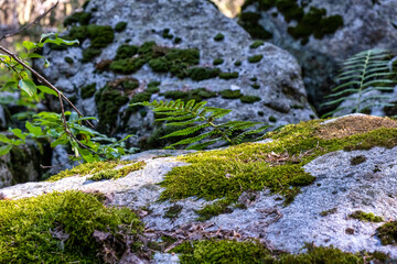 moss covered rocks