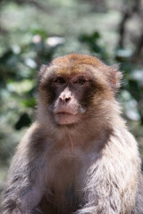 Obraz premium Macaque posing in the forests of Morocco (Ifrane)