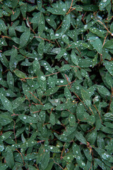 green leaves background