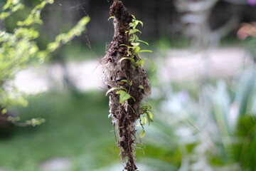 little bird inside nest on the tree , close up nest
