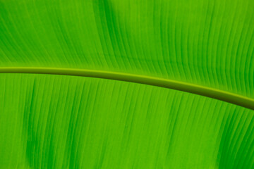 Banana green leaf closeup look 
background use space for text or image backdrop design.
