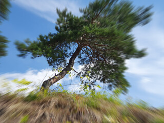crookedly growing tree against the blue sky - Lysaker