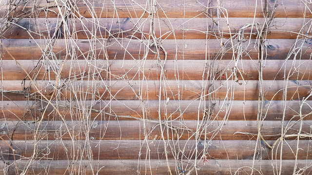 Dry stems of a climbing plant. Close up view of a fragment of an old wooden wall covered by dry ivy. Abstract image with dead gray vine plants on brown planks of a facade house.