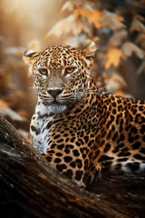 Foto op Plexiglas Ceylon leopard (Panthera pardus kotiya) detail portrait © Sangur