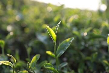 Green tea leaves in a tea plantation Closeup, Top of Green tea leaf in the morning