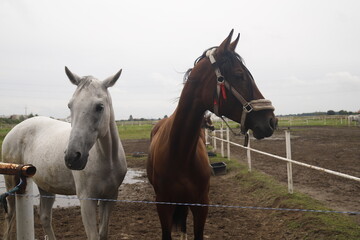 Konie dwa brązowy i biały