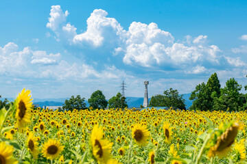 【兵庫県小野市】ひまわりの丘公園の向日葵畑と青い空