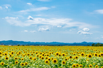 【兵庫県小野市】ひまわりの丘公園の向日葵畑と青い空