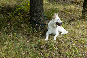alone dog attached to the tree in the forest, abandoned dog 