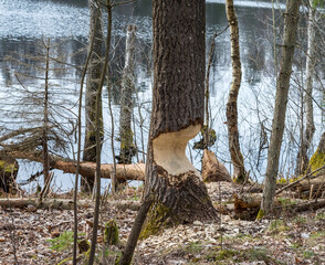 Beavers nibbled the trunk of a tree. Beaver teeth marks on trees.
