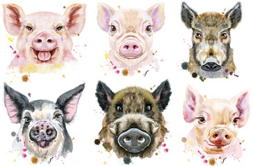 Set of watercolor portrait pigs and boar