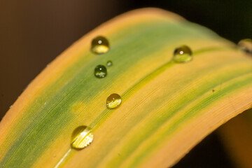 dew drops on sugarcane leaves