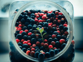 Berries