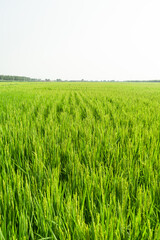 Rice with rice blossoms in Northeast China in August