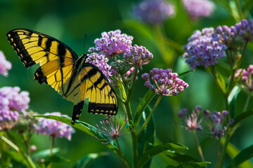 butterfly on flower