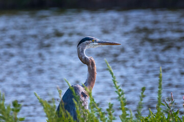 great blue heron
