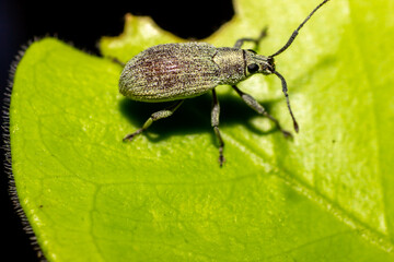 insects on green leaves