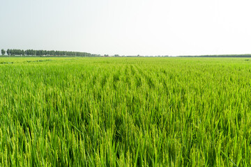Rice with rice blossoms in Northeast China in August