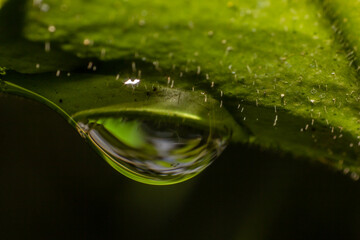 a drop of dew on a green leaf