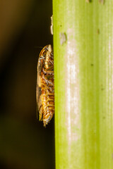 insects that are on plant stems in a vertical position