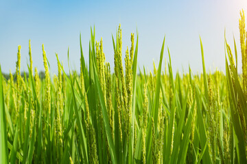 Fototapeta premium Rice with rice blossoms in Northeast China in August